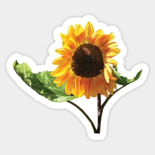 Sunflower in Sunshine Sticker